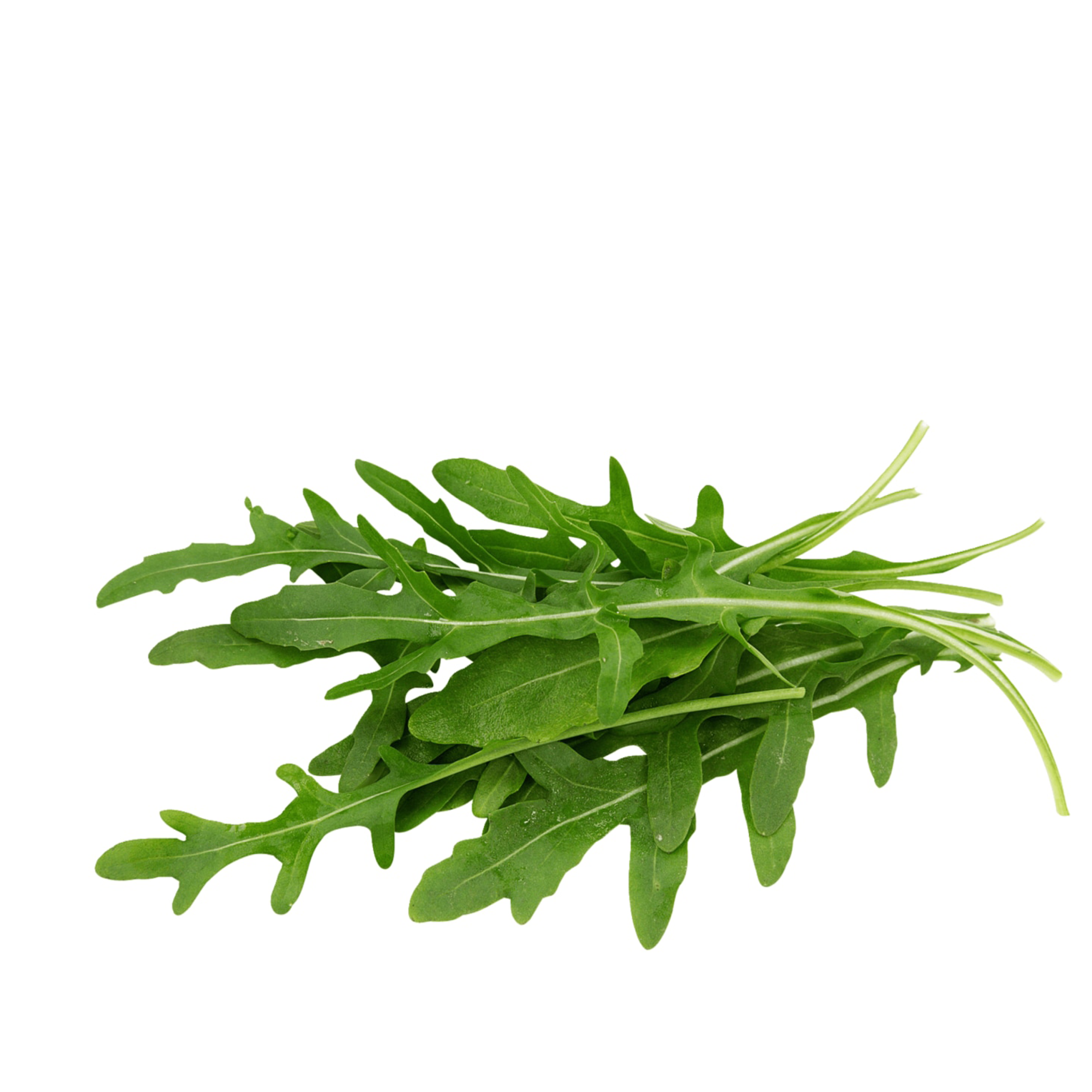 Rucola 100g